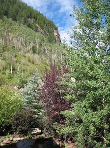 Colorado Trees